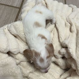 Sam - Piebald male Dachshund puppy in Booneville, Mississippi from Haley's Dachshunds