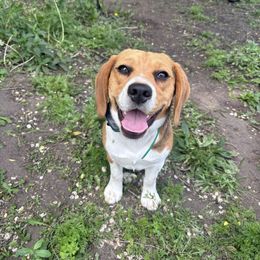 Copper - Beagle