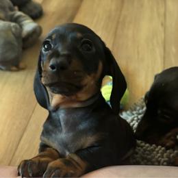 Raven - Black and tan male Dachshund puppy in Richmond, Kentucky from Cemcade Dachshunds