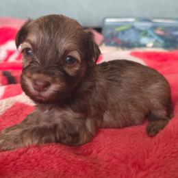 Male 2 - Chocolate sable male Havanese puppy in Medina, Ohio from Momma's Minis