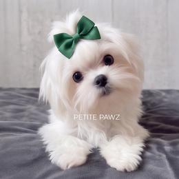 Roman - White male Maltese puppy in Tampa, Florida from Petite Pawz