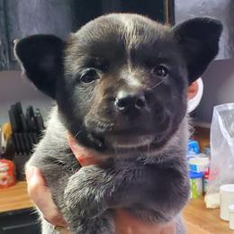 Full head mask true blue - Blue female Australian Cattle Dog puppy in Lenoir, North Carolina from Blue Coyote Ranch