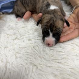 Pecan - Fawn brindle male Whippet puppy in Fort Myers, Florida from Rainbow Whippets