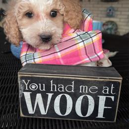 Luna - Bright Green Collar Female - Parti female Goldendoodle puppy in Eunice, Louisiana from Maison De Pawz