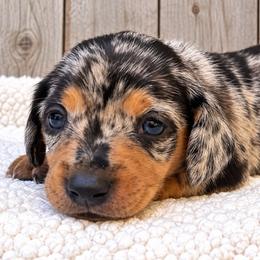 Mrs. Puff - Black and tan female Dachshund puppy in Warm Springs, Arkansas from Seven Hills Arkansas