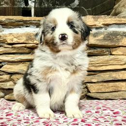 Orion - Blue merle male Australian Shepherd puppy in Red Springs, North Carolina from Julia Rose Ranch