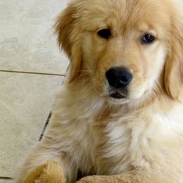 Golden Retriever All Grown Up from Barefoot Goldens