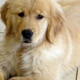 Golden Retriever All Grown Up from Barefoot Goldens