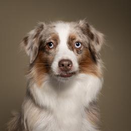 Baya - Red merle female Miniature American Shepherd puppy in Statesboro, Georgia from Azure Miniature American Shepherds