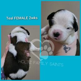 Teal FEMALE - White and brown female Saint Bernard puppy in Kaukauna, Wisconsin from Holtz Family Saints
