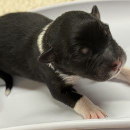 Australian Shepherd Puppies from francoise Long