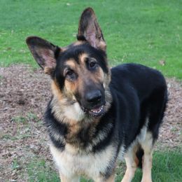 Yara - German Shepherd