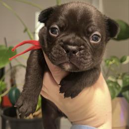 Kona - Black and white male French Bulldog puppy in Galt, California from The three little frenchies