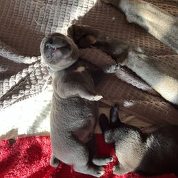 Boy 1 - Gray Cane Corso puppy in North Tazewell, Virginia from Banner’s Legacy Cane Corso