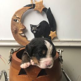 Boy 4 - Black rust and white male Bernese Mountain Dog puppy in Carlotta, California from Aunt-T’s Australian Shepherds