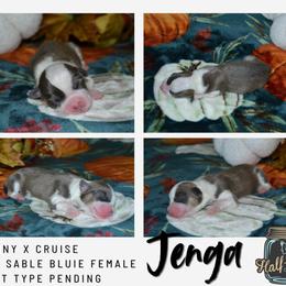 Jenga - Sable female Pembroke Welsh Corgi puppy in Poteau, Oklahoma from Half-Pint Corgis