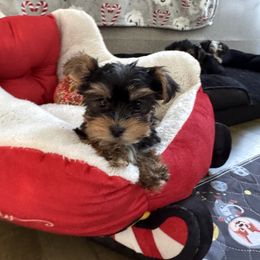 Boy 1 - Black and tan male Yorkshire Terrier puppy in Massachusetts from Happy Tail Yorkies and Maltese
