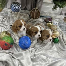 Cavalier King Charles Spaniel Puppies from Hill country cavaliers