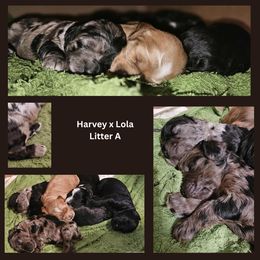 Cockapoo Puppies from MoSa Ranch Cockapoos