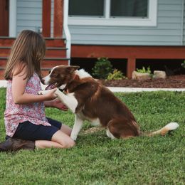 Ramble - Border Collie