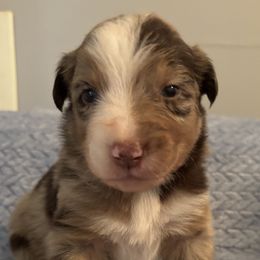 Red Merle Male 2 - Red merle male Australian Shepherd puppy in Pembroke, Kentucky from Bark-n-Stomp Farm and Kennels