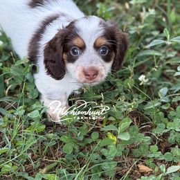 1500 Choc pie - Piebald male Dachshund puppy in Nashville, Arkansas from Whisenhunt Farms