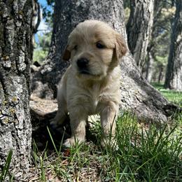 Muffin - Golden female Golden Retriever puppy in Peyton, Colorado from Jana Belanger