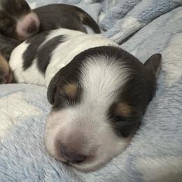Steel - Blue and cream male Dachshund puppy in Copperas Cove, Texas from Creme de la Creme Dachshunds
