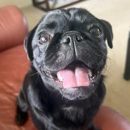 Sunny - Pug