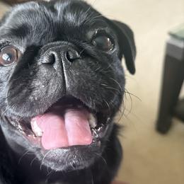 Sunny - Pug