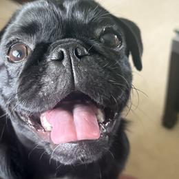 Sunny - Pug