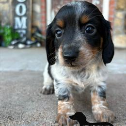Oreo - Piebald male Dachshund puppy in Hawley, Texas from Little e Dachshunds