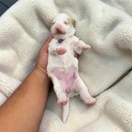 Skye - Brown and white female Bernedoodle puppy in Gainesville, Florida from Pet Inn Xxweetdoodles