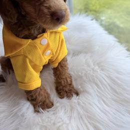 Pekingese, Poodle, and Shih Tzu Puppies from Happy puppies