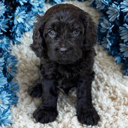 Fudge - Chocolate male Cavapoo puppy in Caldwell, Idaho from Leila Pearson