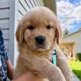Aqua girl - Golden female Golden Retriever puppy in Macy, Indiana from Macy Golden Meadows
