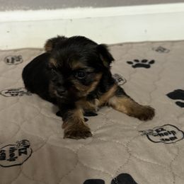 Ariel - Black and tan female Yorkshire Terrier puppy in Rio Rancho, New Mexico from Rio Grande Yorkies