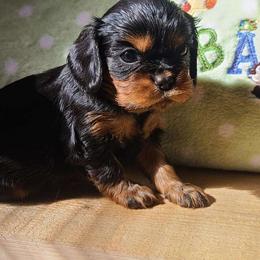 Roundello - Black and tan male Cavalier King Charles Spaniel puppy in Winthrop, New York from McMahon's Cavalier King Charles Spaniels