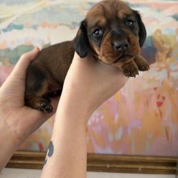 Beignet - Red female Dachshund puppy in Mobile, Alabama from Katrina's Dachshunds