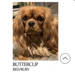 Cavalier King Charles Spaniel puppies from STARGAZER CAVALIERS