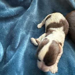 Enzo - Parti male Yorkshire Terrier puppy in Walker, Louisiana from Precious Yorkies