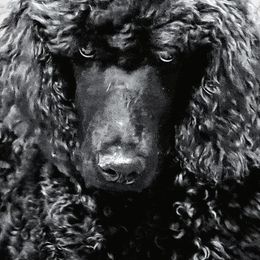 Coco - Poodle