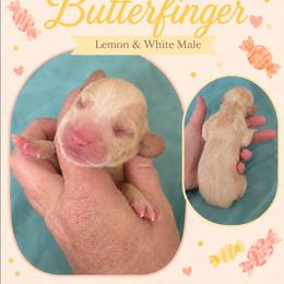 Butterfinger - Lemon and white male Beagle puppy in Lake City, Florida from Sunkissed Beagles