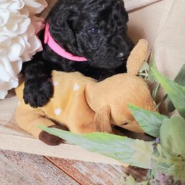 Poodle Puppies from Spangled Standard Poodles