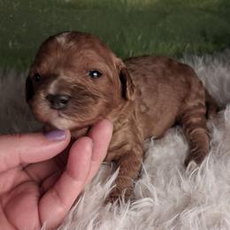 Taffy F1b - Red female Cavapoo puppy in Centerton, Arkansas from Velvet Paws Cavapoos