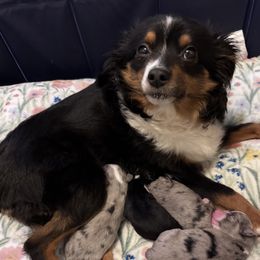 Bella - Australian Shepherd