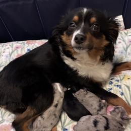 Bella - Australian Shepherd