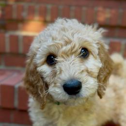 Lily - Apricot female Goldendoodle puppy in Asheboro, North Carolina from Magnolia Farm Doodles