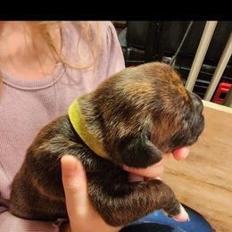 Boxer Puppies from Andrus Family Boxers