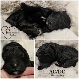 Poodle Puppies from Kvali Standard Poodles